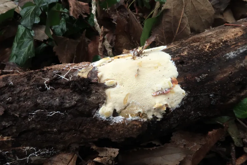 Ceriporiopsis subvermispora 1 - IMG_8490